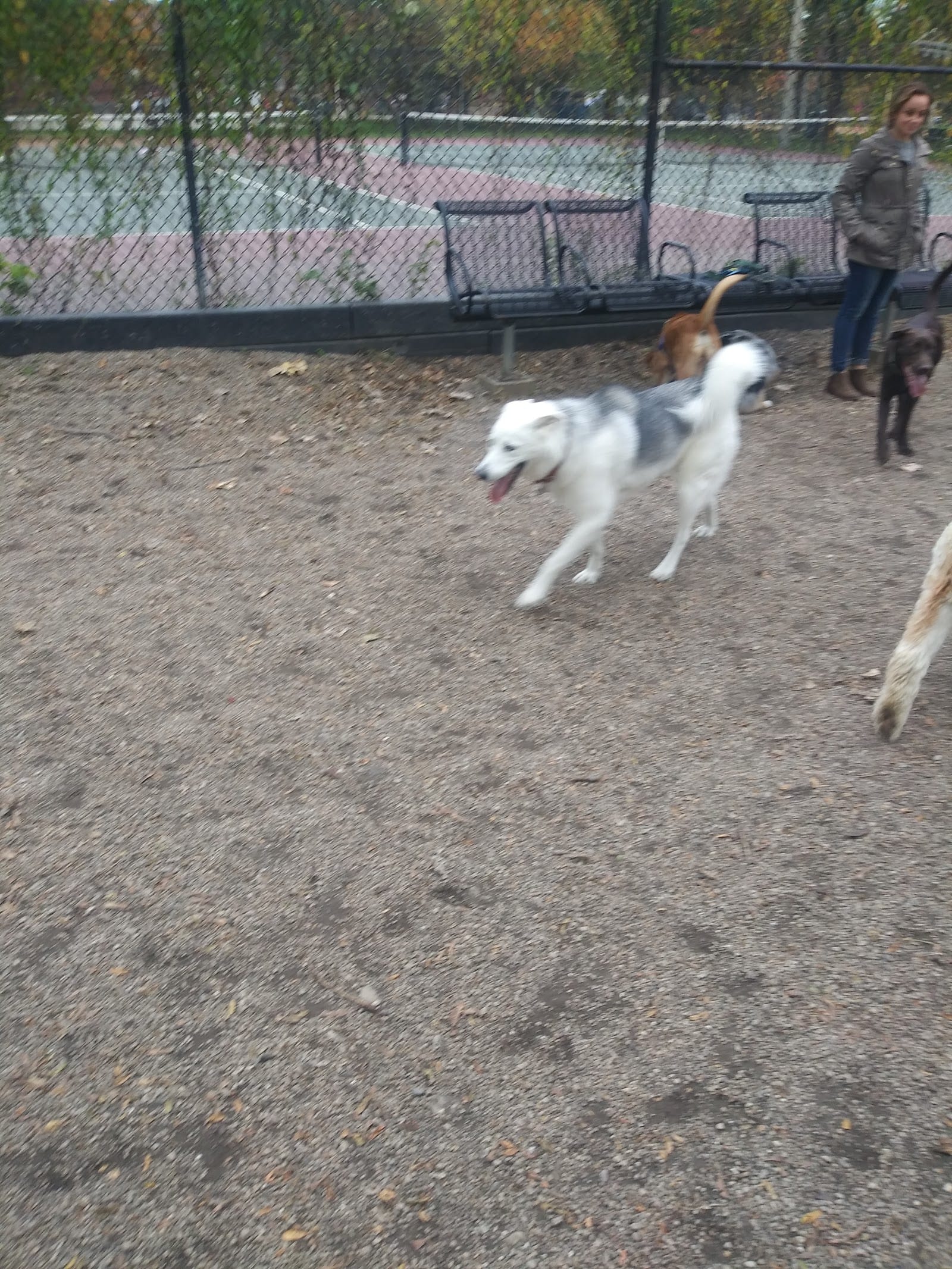 Hamlin Park Dog Friendly Area