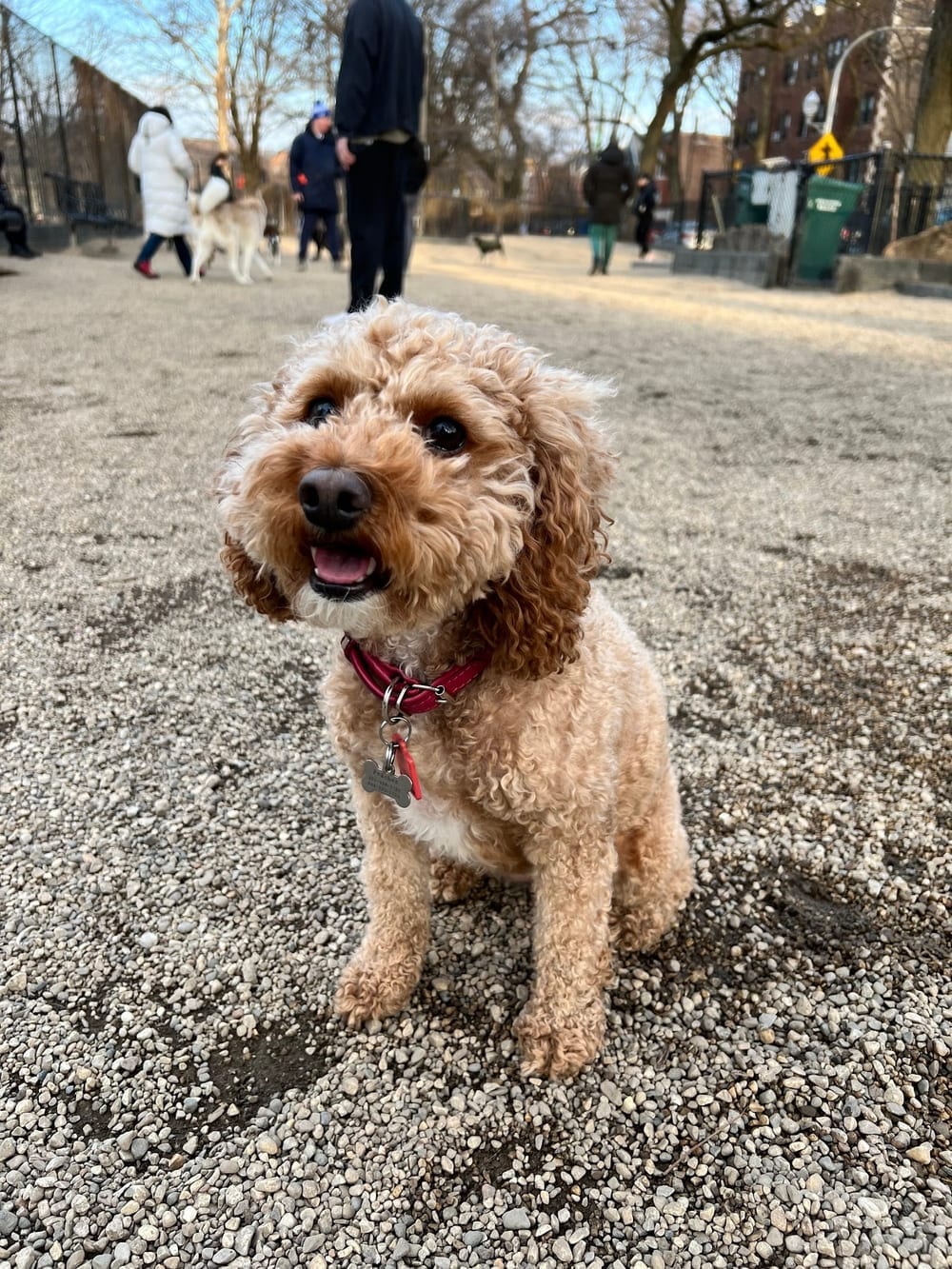 Hamlin Park Dog Friendly Area, photo 2