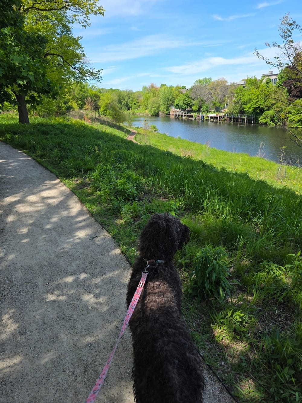 Horner Park Dog Park, photo 2