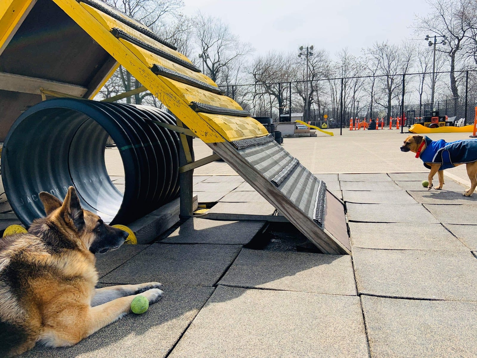 Dog park in Chicago