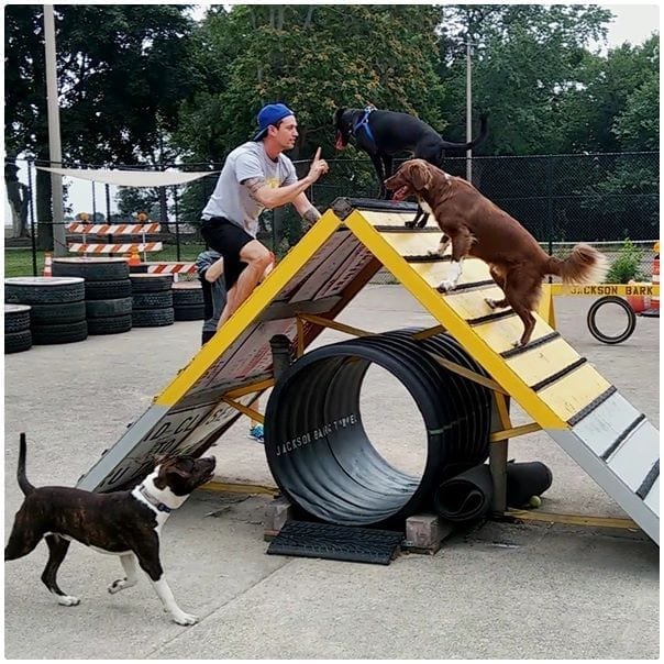 Jackson Bark, photo 2