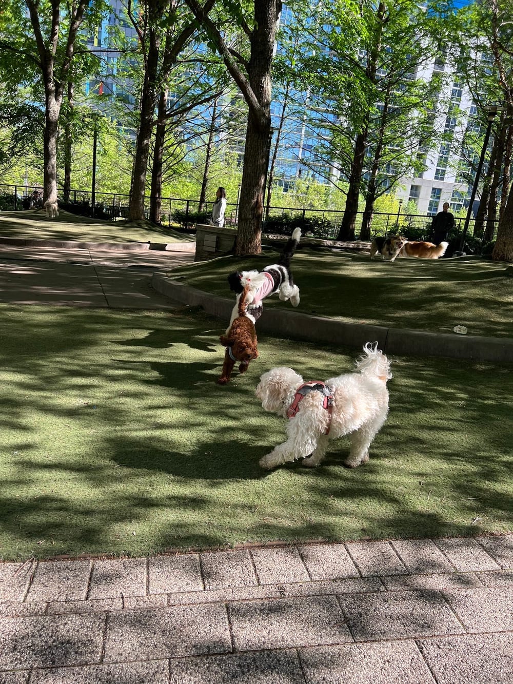 Lakeshore East Dog Park, photo 3