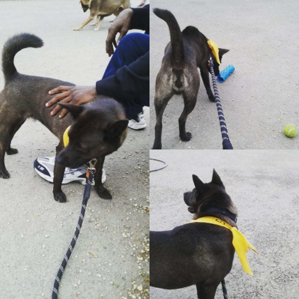 Logan Square Dog Park, photo 3