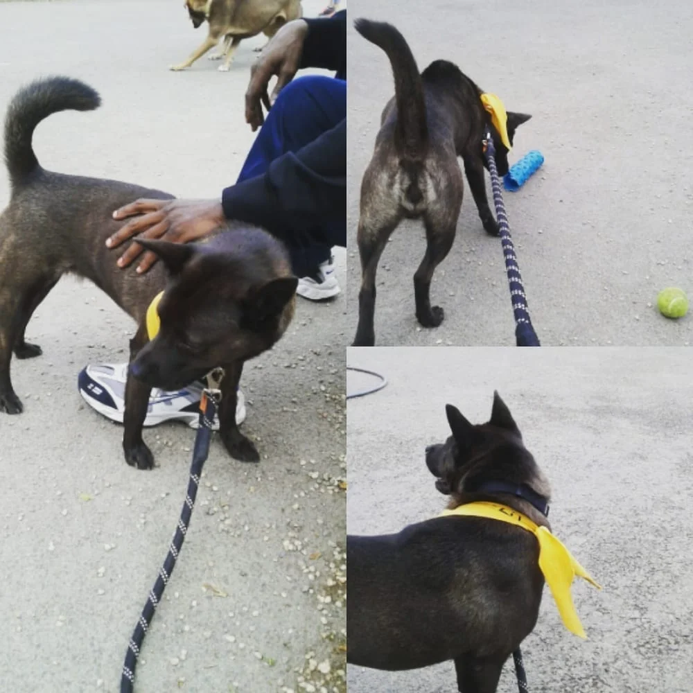 Logan Square Dog Park, photo 3