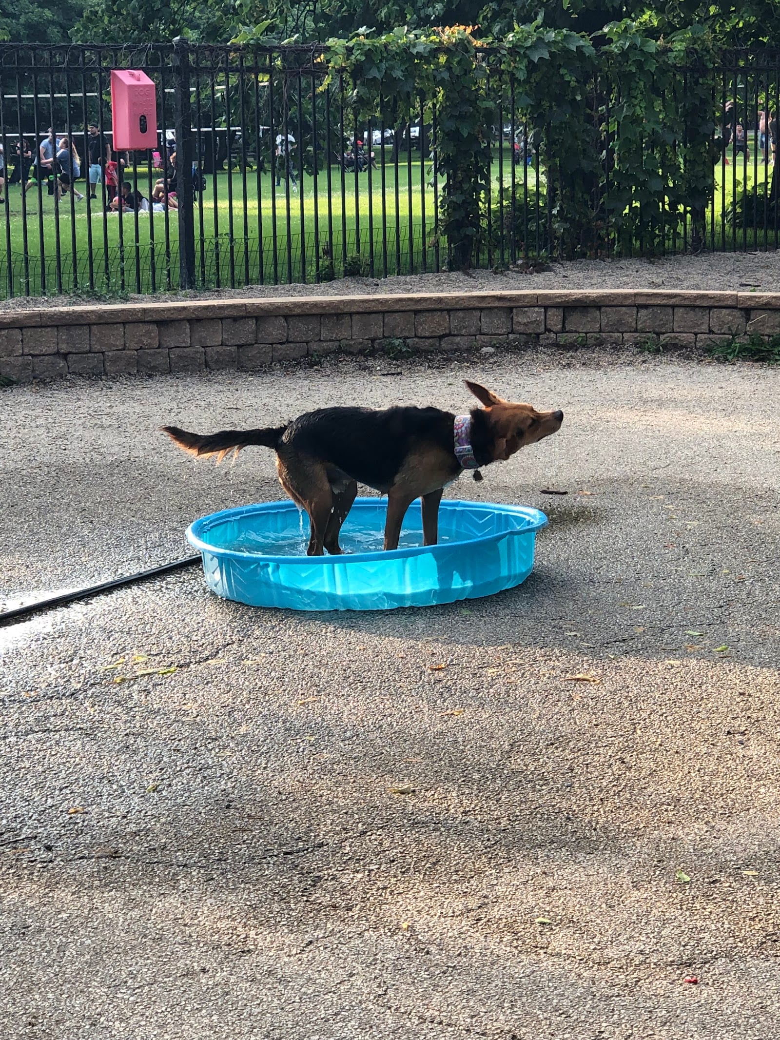 Margate Park Puptown Dog Park