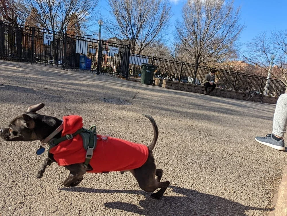 Margate Park Puptown Dog Park, photo 2