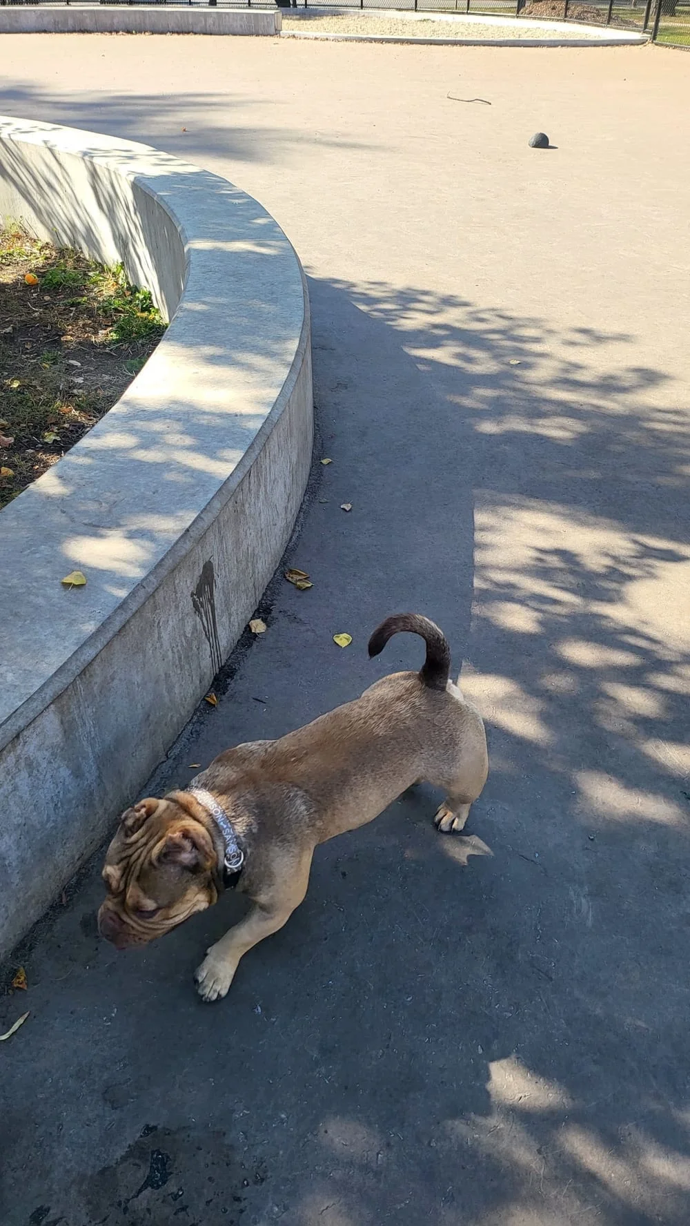 McKinley Dog Park, photo 2
