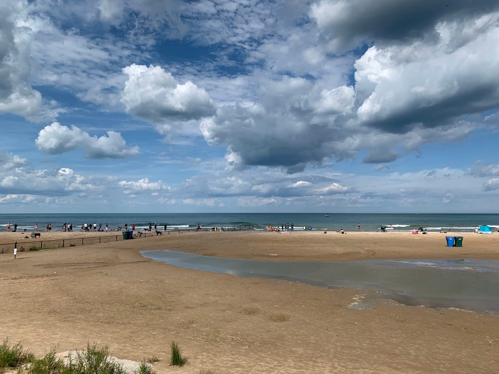 Montrose Dog Friendly Area