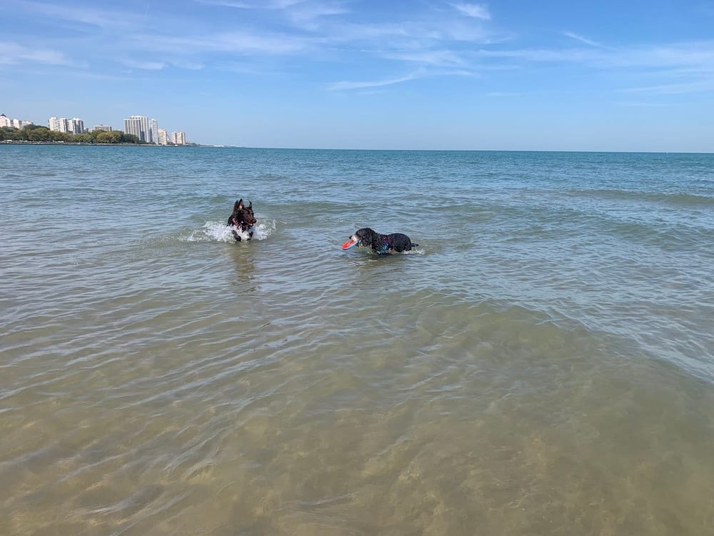 Montrose Dog Friendly Area, photo 2