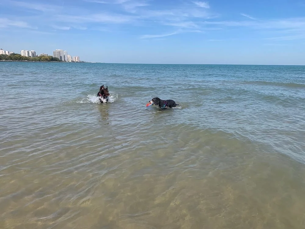 Montrose Dog Friendly Area, photo 2