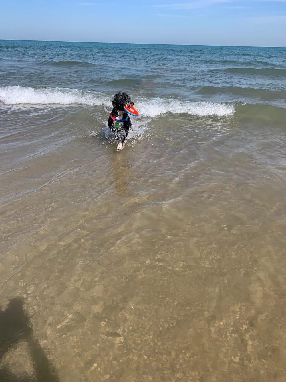 Montrose Dog Friendly Area, photo 3