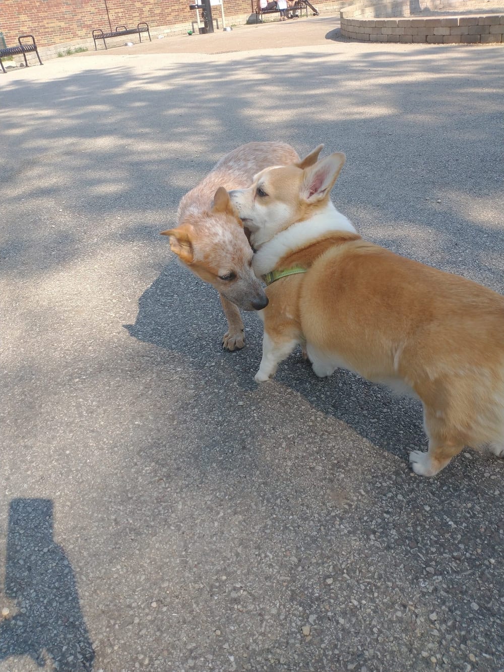 Portage Park Dog Friendly Area, photo 3