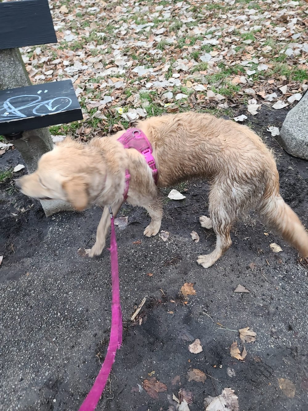 River Park Dog Friendly Area, photo 3