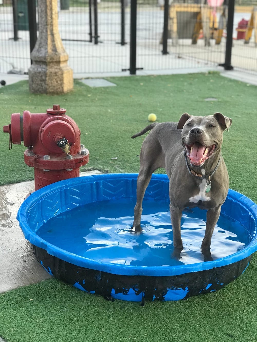 The West Loop 569 Dog Friendly Area, photo 3