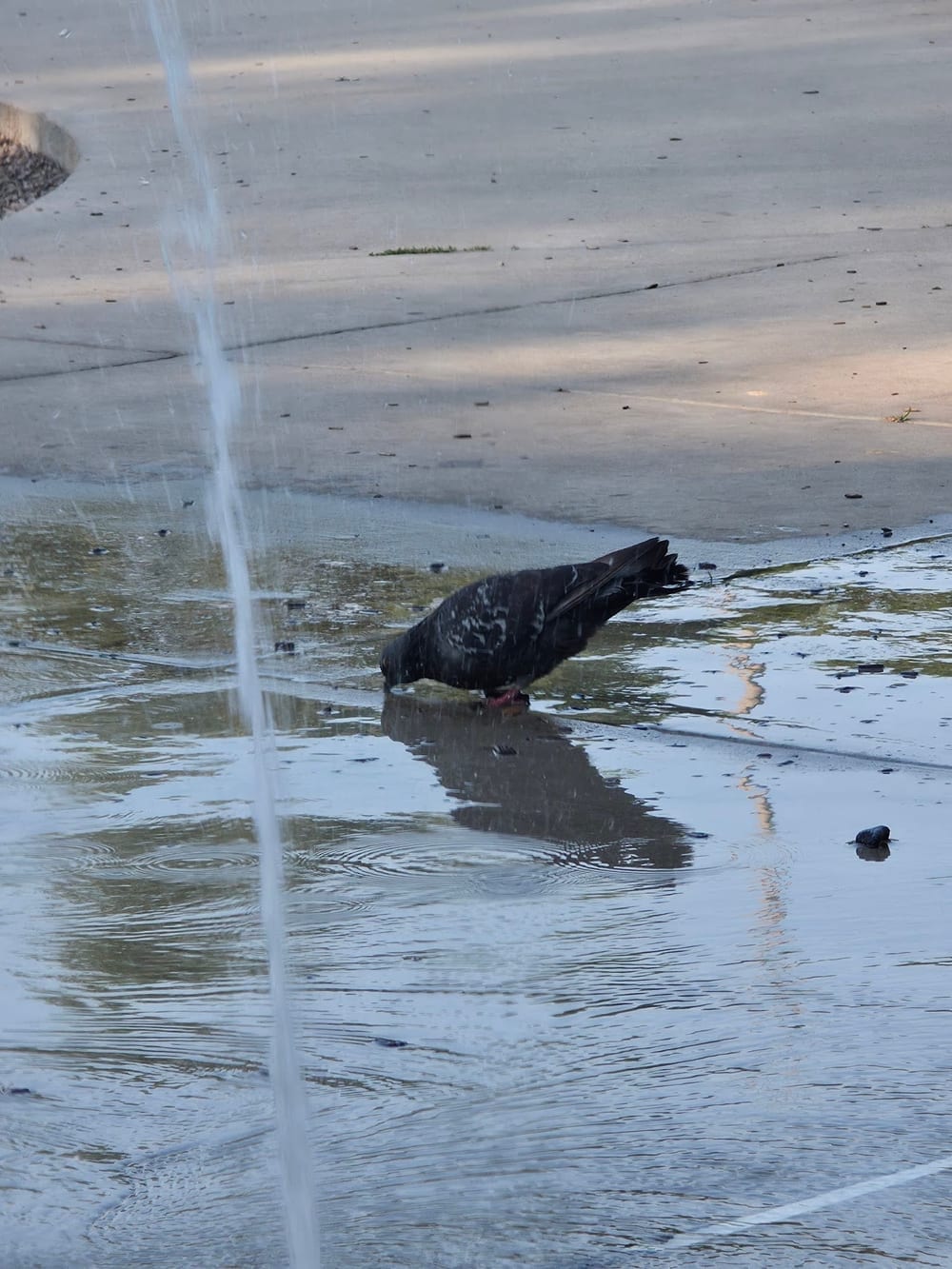 Walsh Park Dog Friendly Area, photo 3