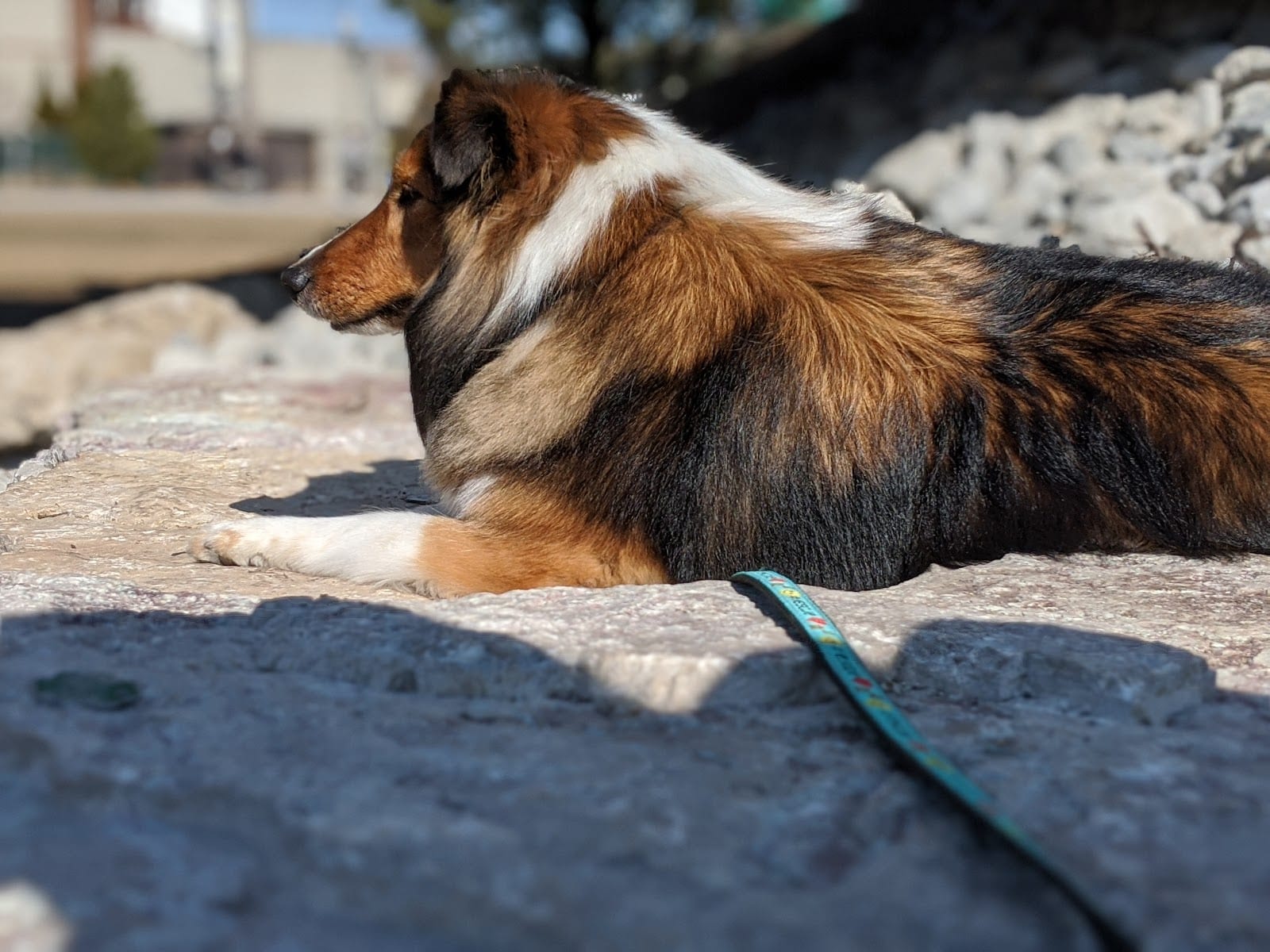 Walsh Park Dog Friendly Area