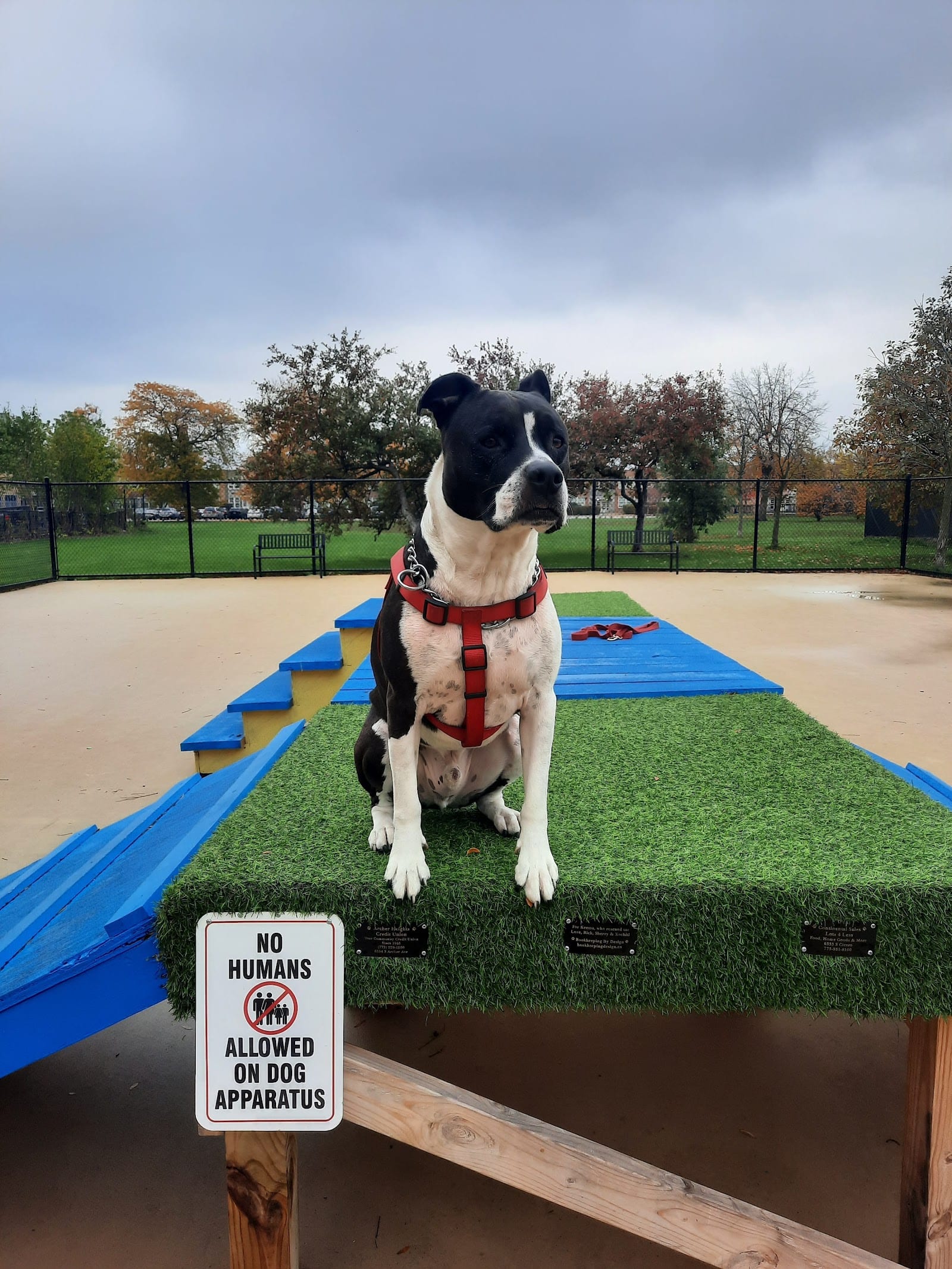 Wentworth Park Dog Friendly Area