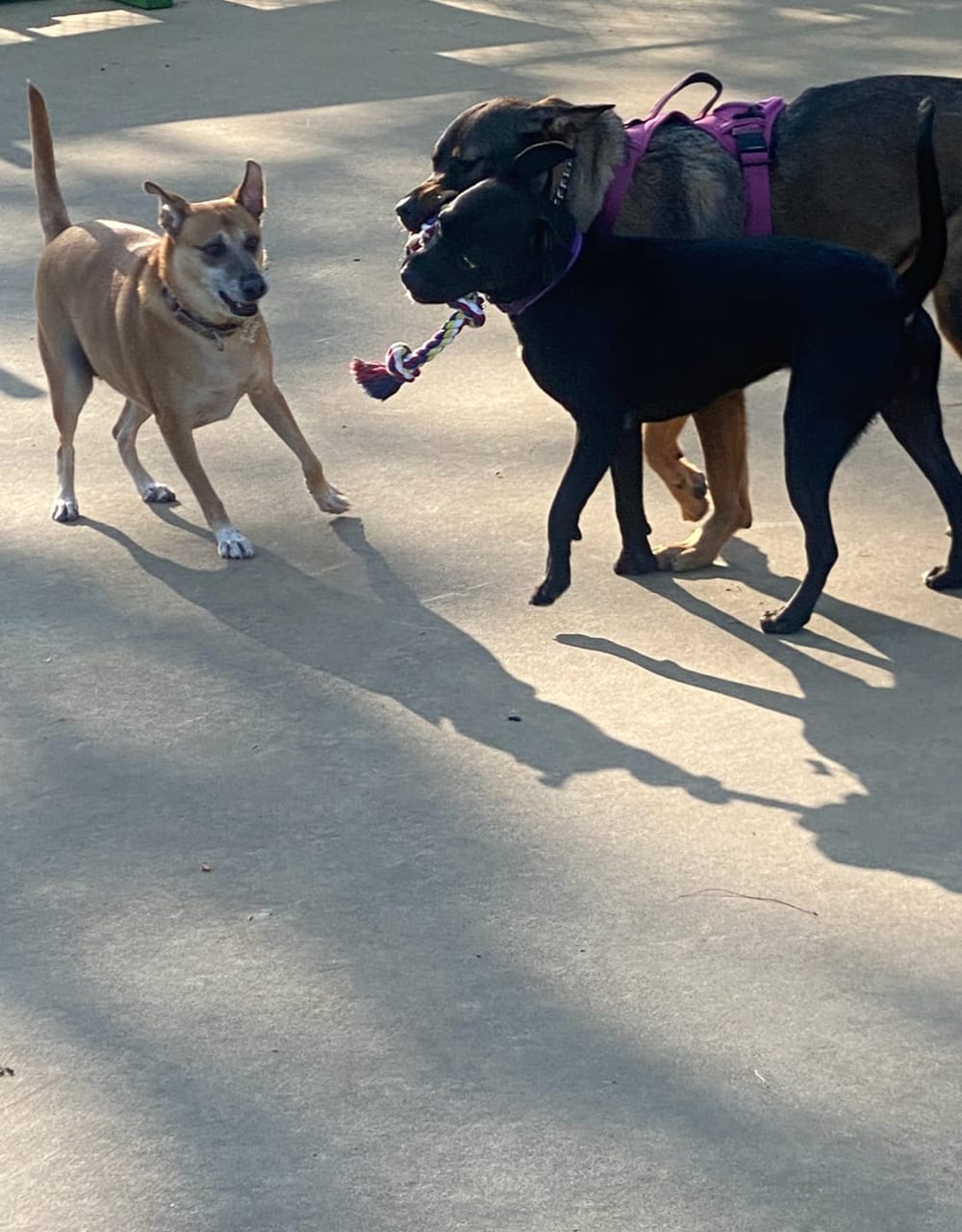 Wentworth Park Dog Friendly Area, photo 2