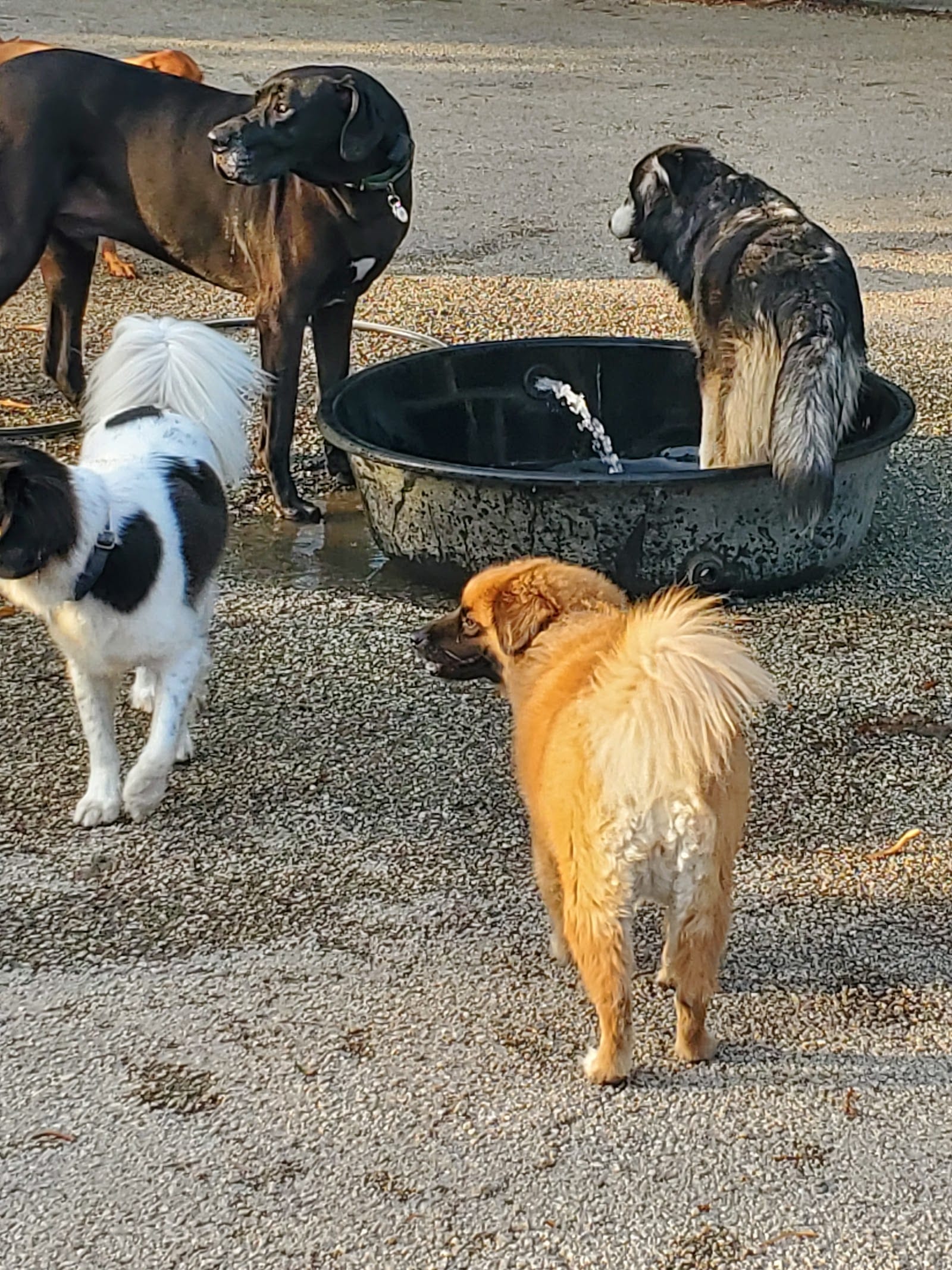 Wicker Park Dog Friendly Area