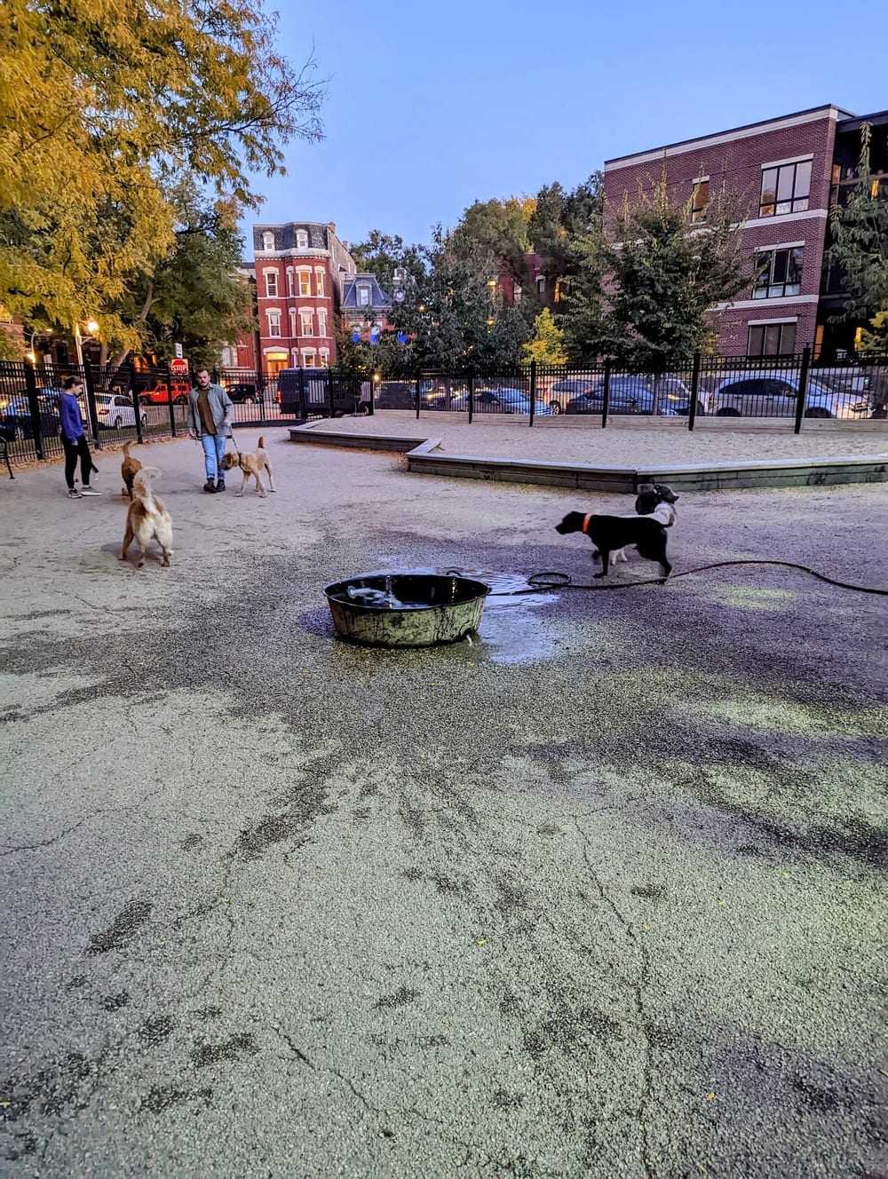 Wicker Park Dog Friendly Area, photo 2