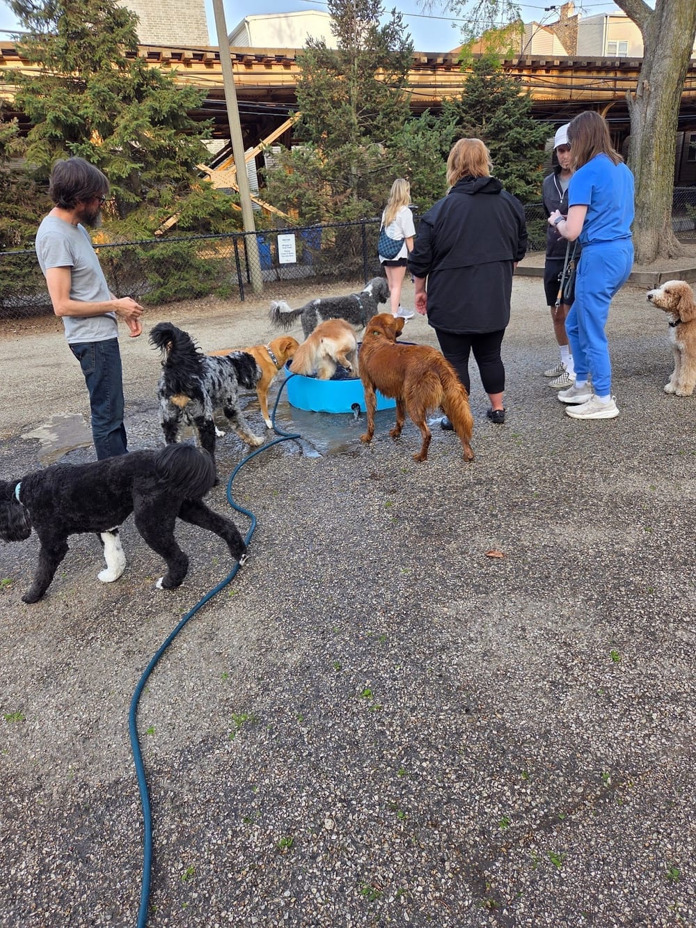 Wiggly Field Dog Park, photo 3