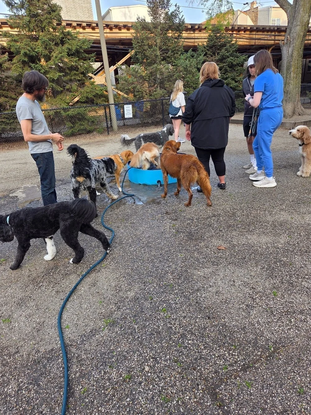 Wiggly Field Dog Park, photo 3