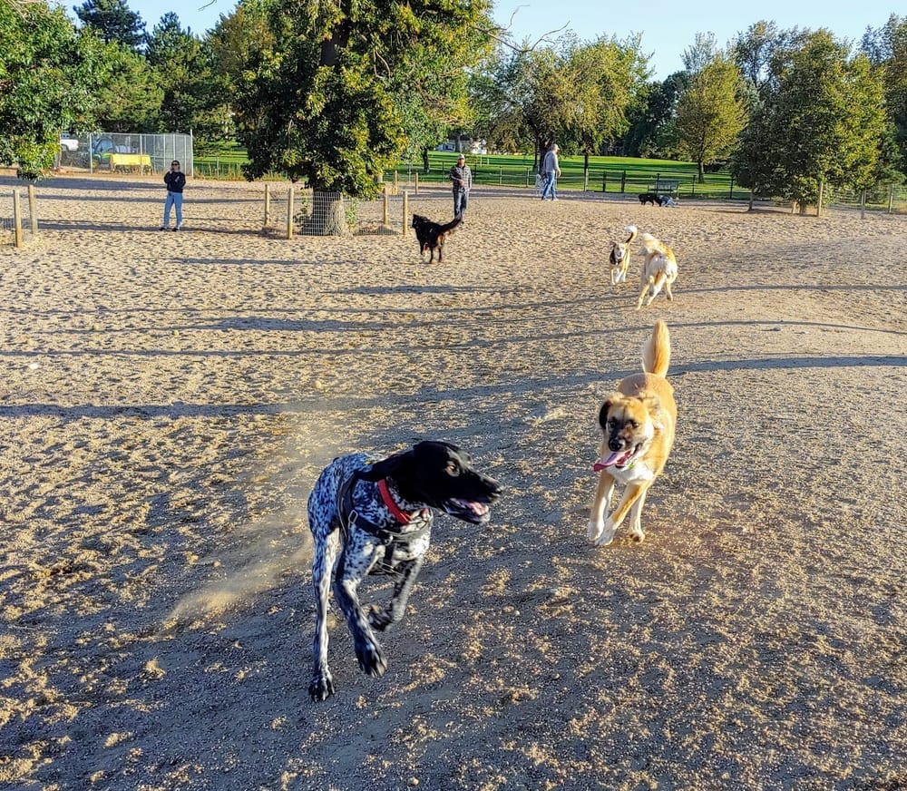 Berkeley Dog Park, photo 2