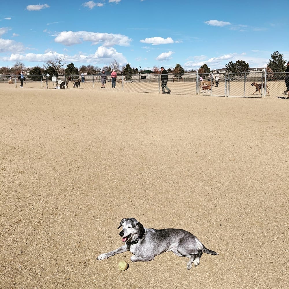 Broomfield Commons Dog Park, photo 2