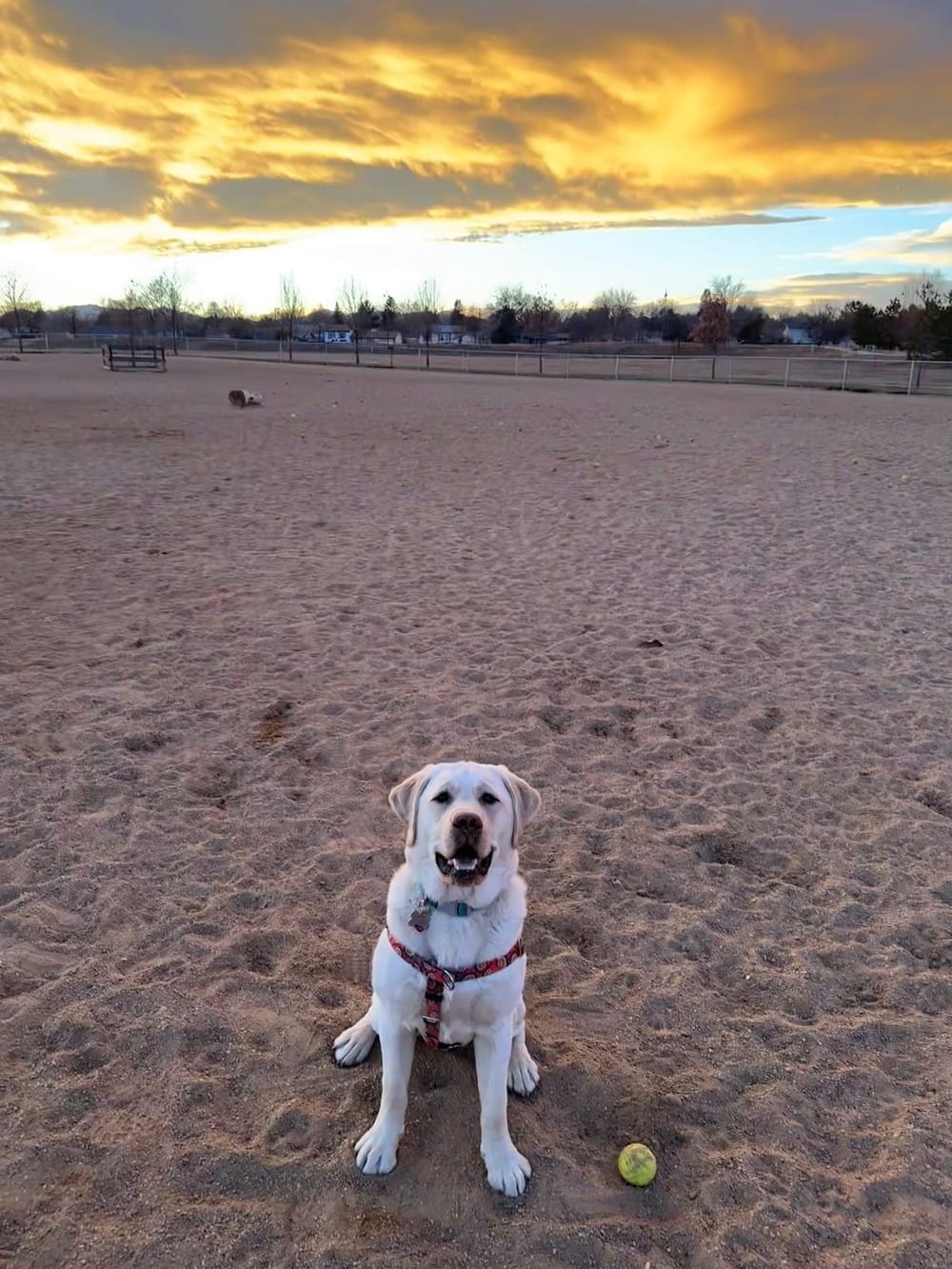 Broomfield Commons Dog Park, photo 3