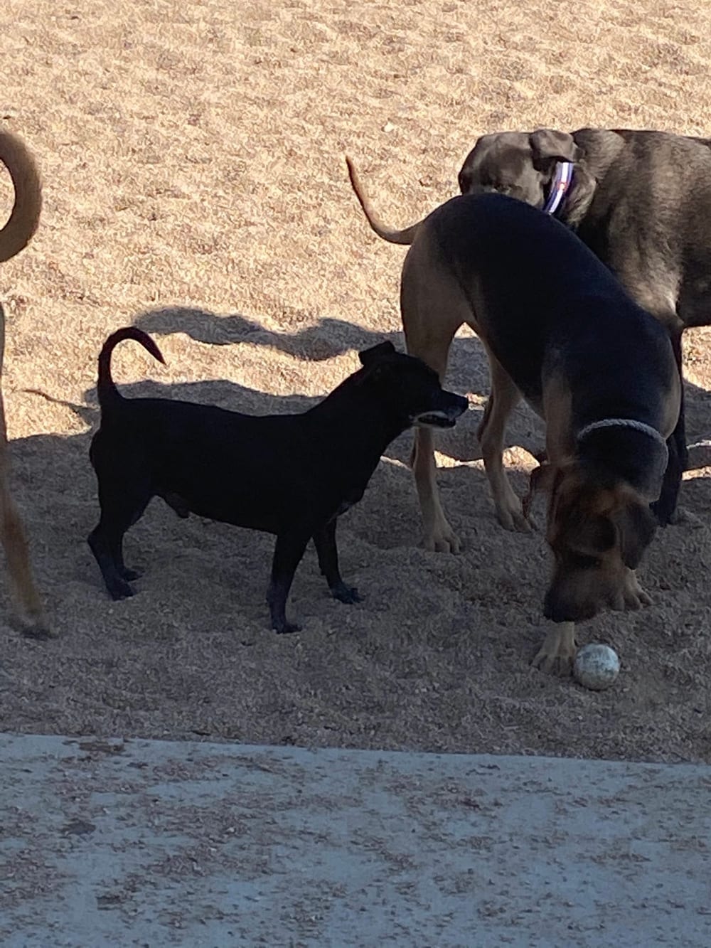 Carla Madison Dog Park, photo 2