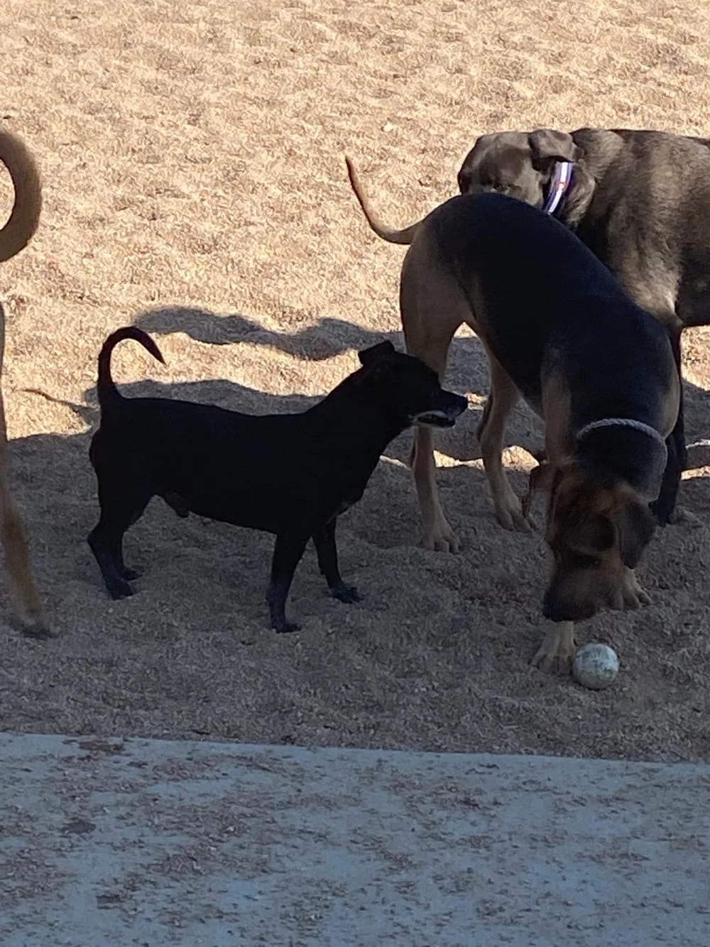 Carla Madison Dog Park, photo 2