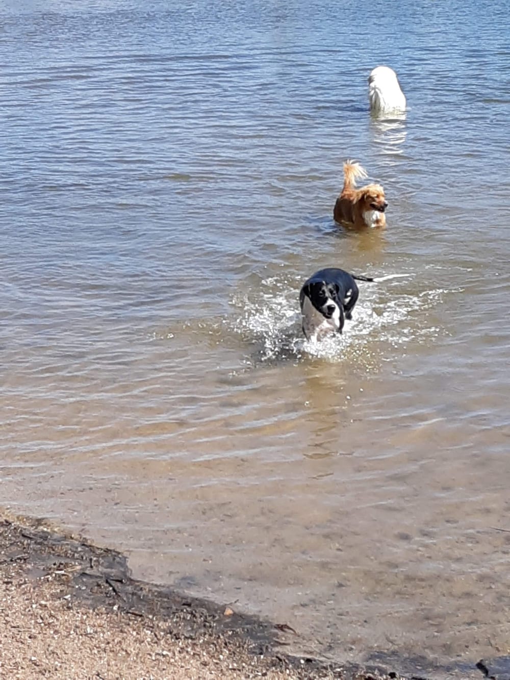 Chatfield Dog Park, photo 2