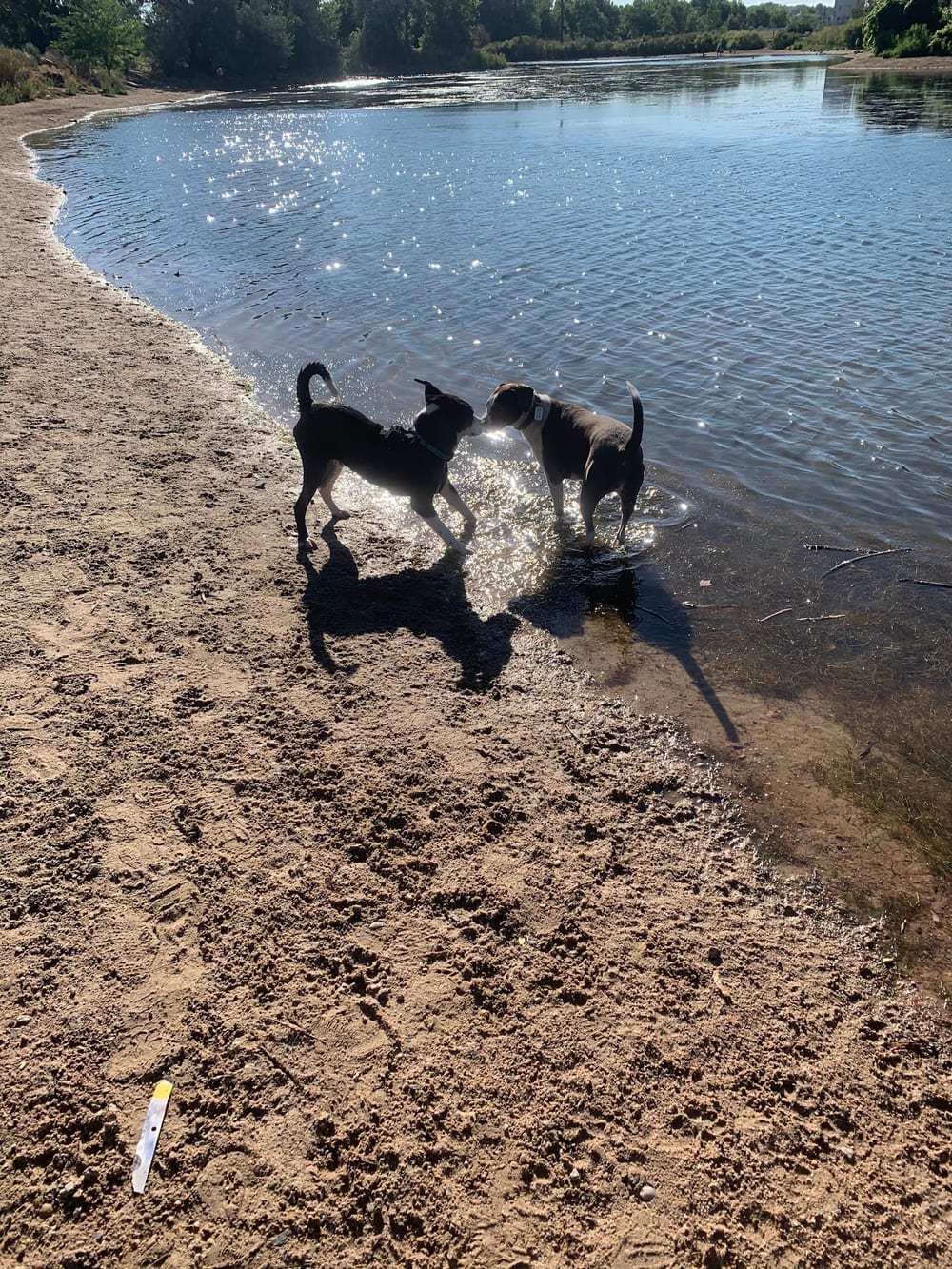 Chatfield Dog Park, photo 3