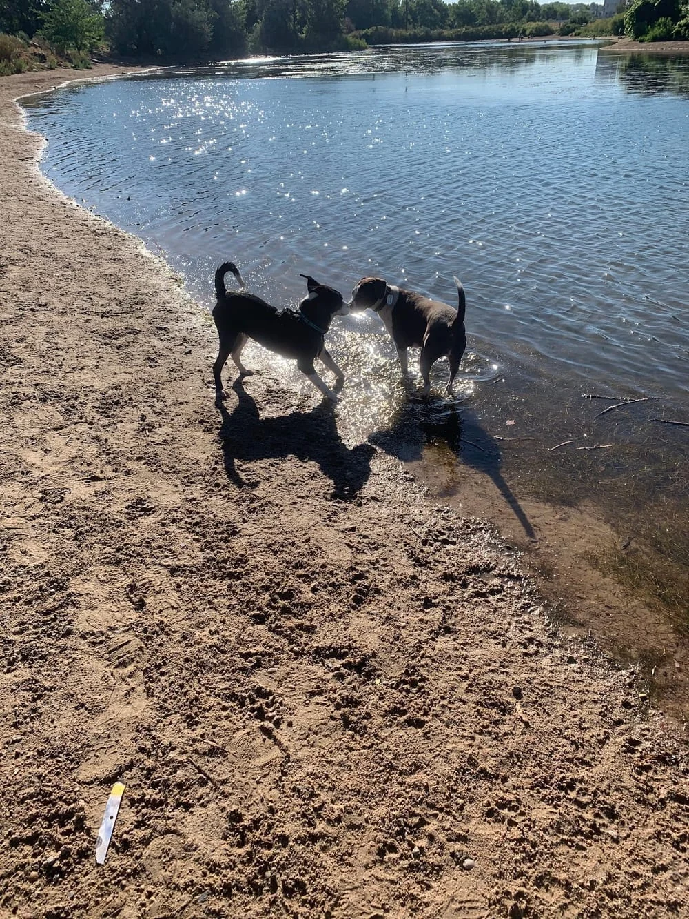 Chatfield Dog Park, photo 3