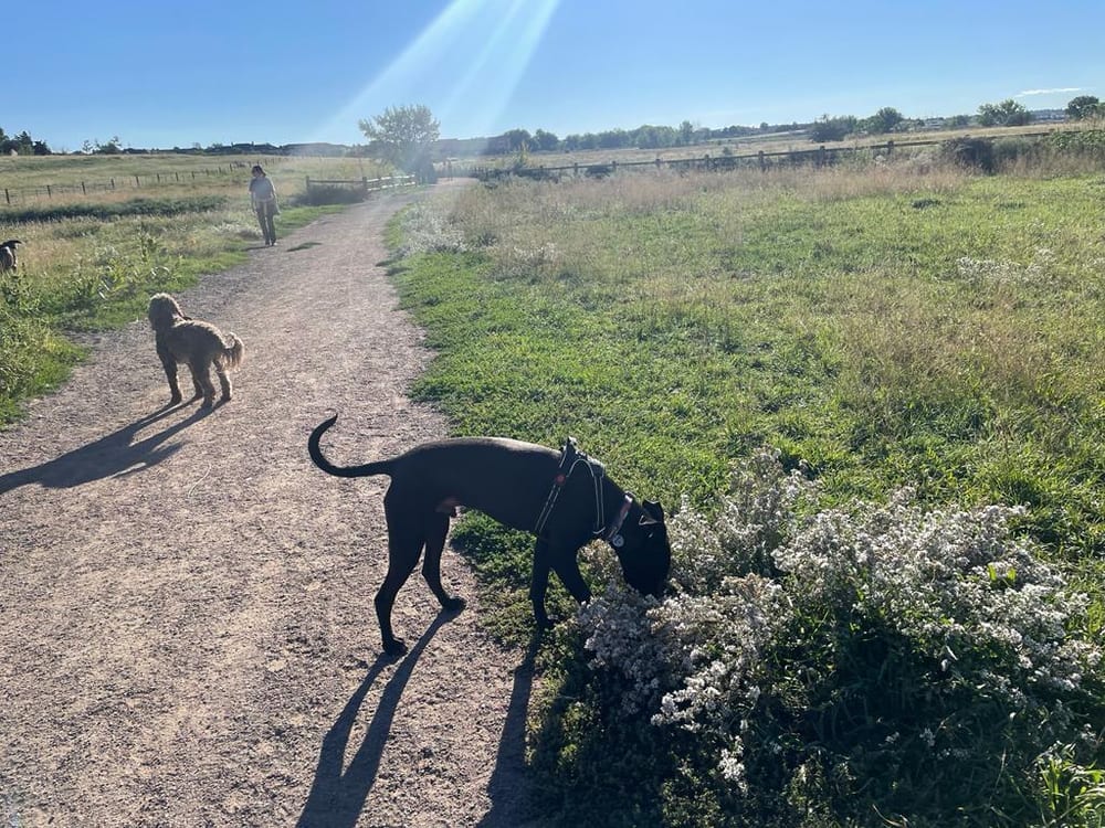 Cherry Creek ​Dog Of​f Leash Area (DOLA), photo 3
