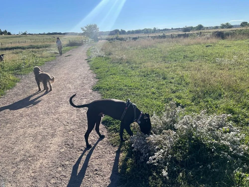 Cherry Creek Dog Off-Leash Area (DOLA)