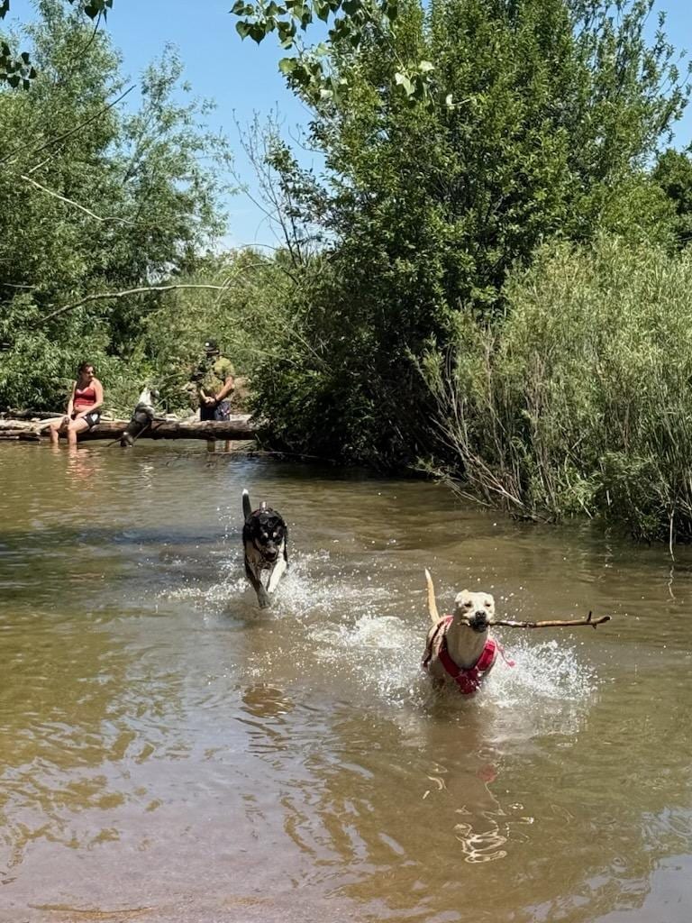 Cherry Creek Dog Park, photo 3