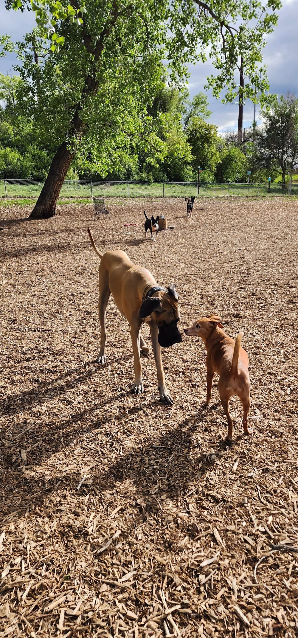 Englewood Canine Corral, photo 2