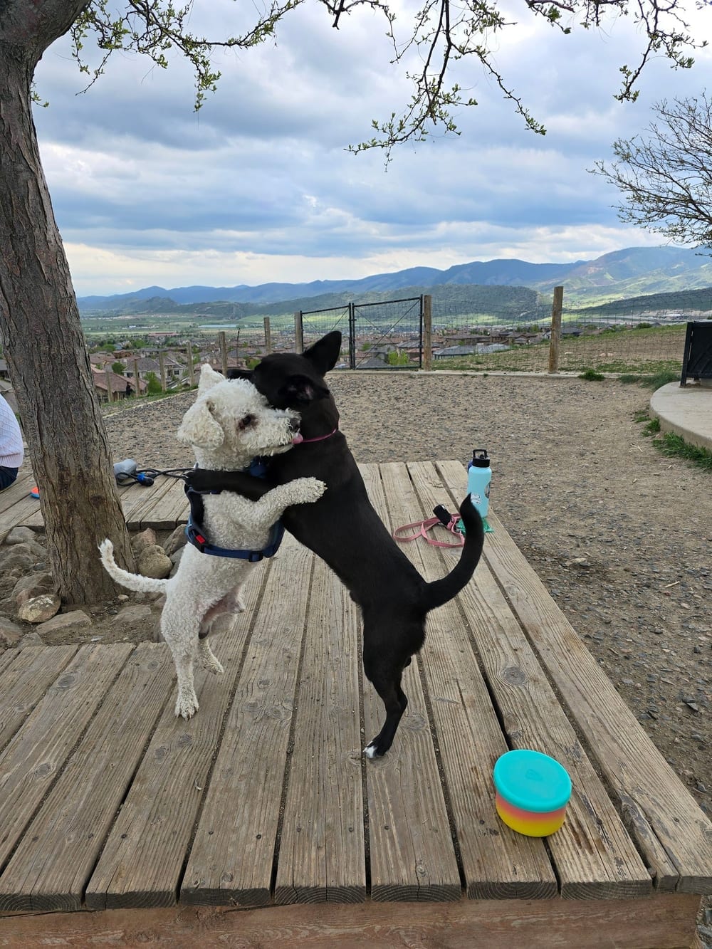 Forsberg Off-Leash Dog Park, photo 2