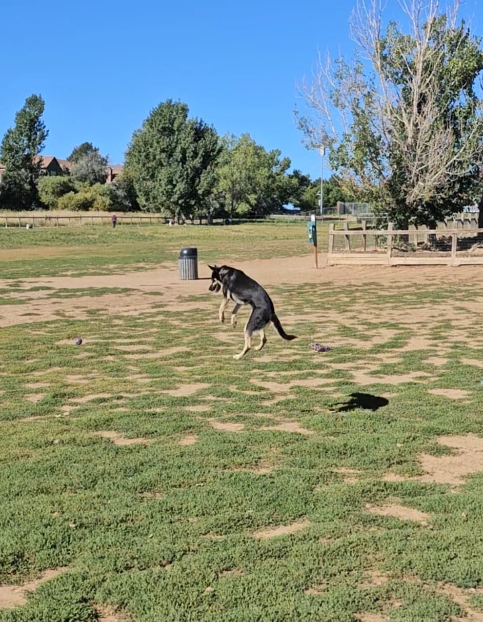 Grandview Dog Park