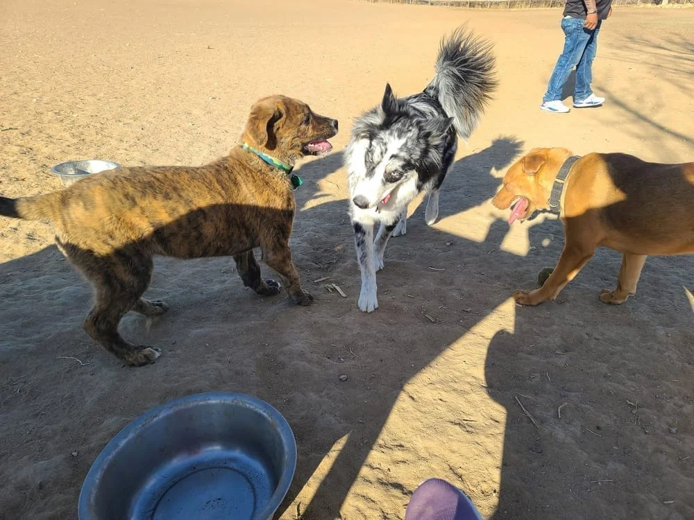 Grandview Dog Park, photo 2