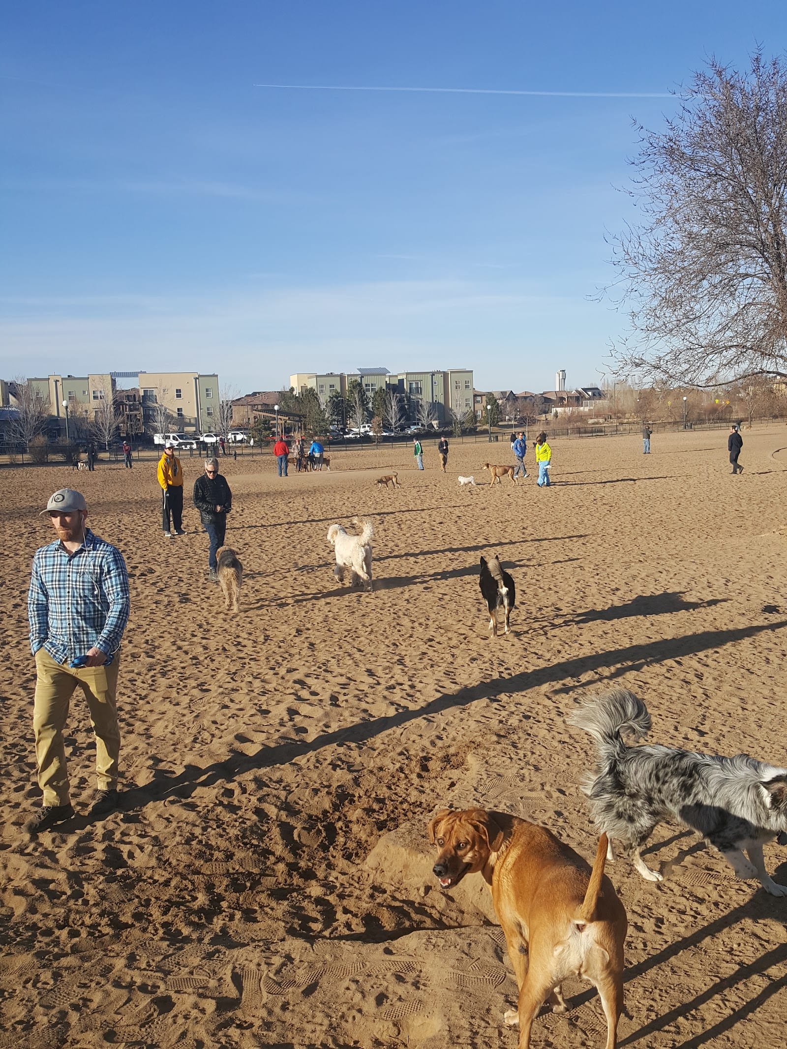 Dog park in Denver