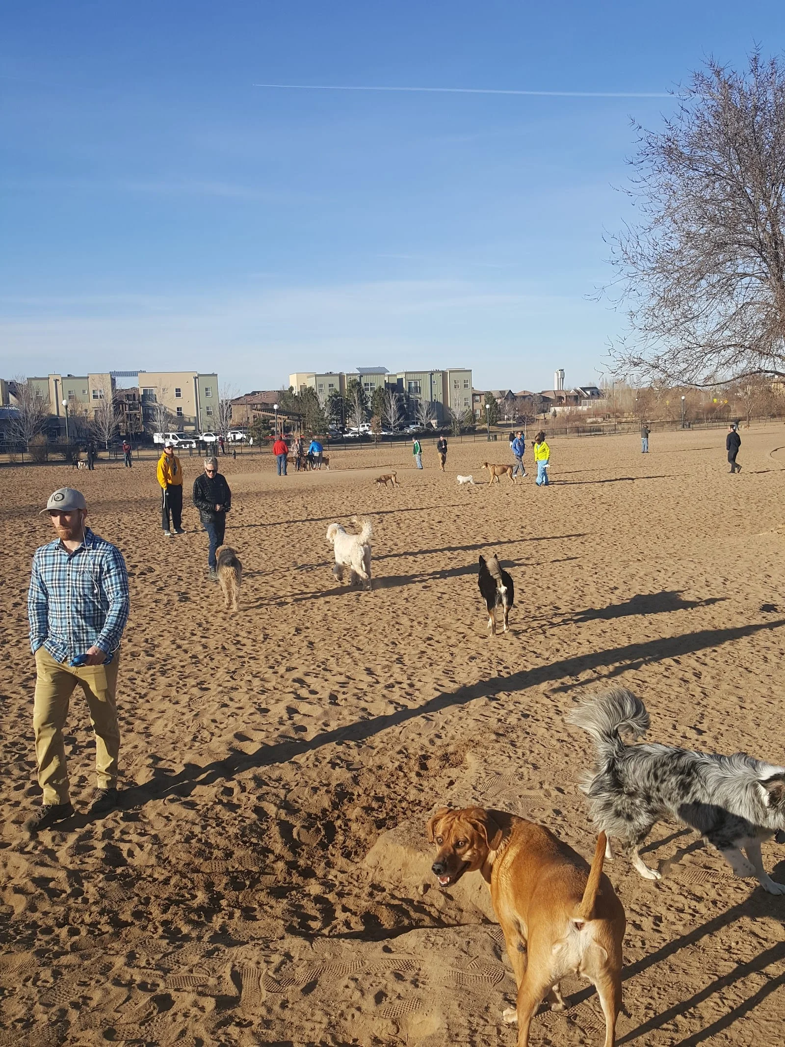 Dog park in Denver