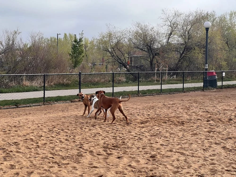 Greenway Off Leash Dog Park, photo 2