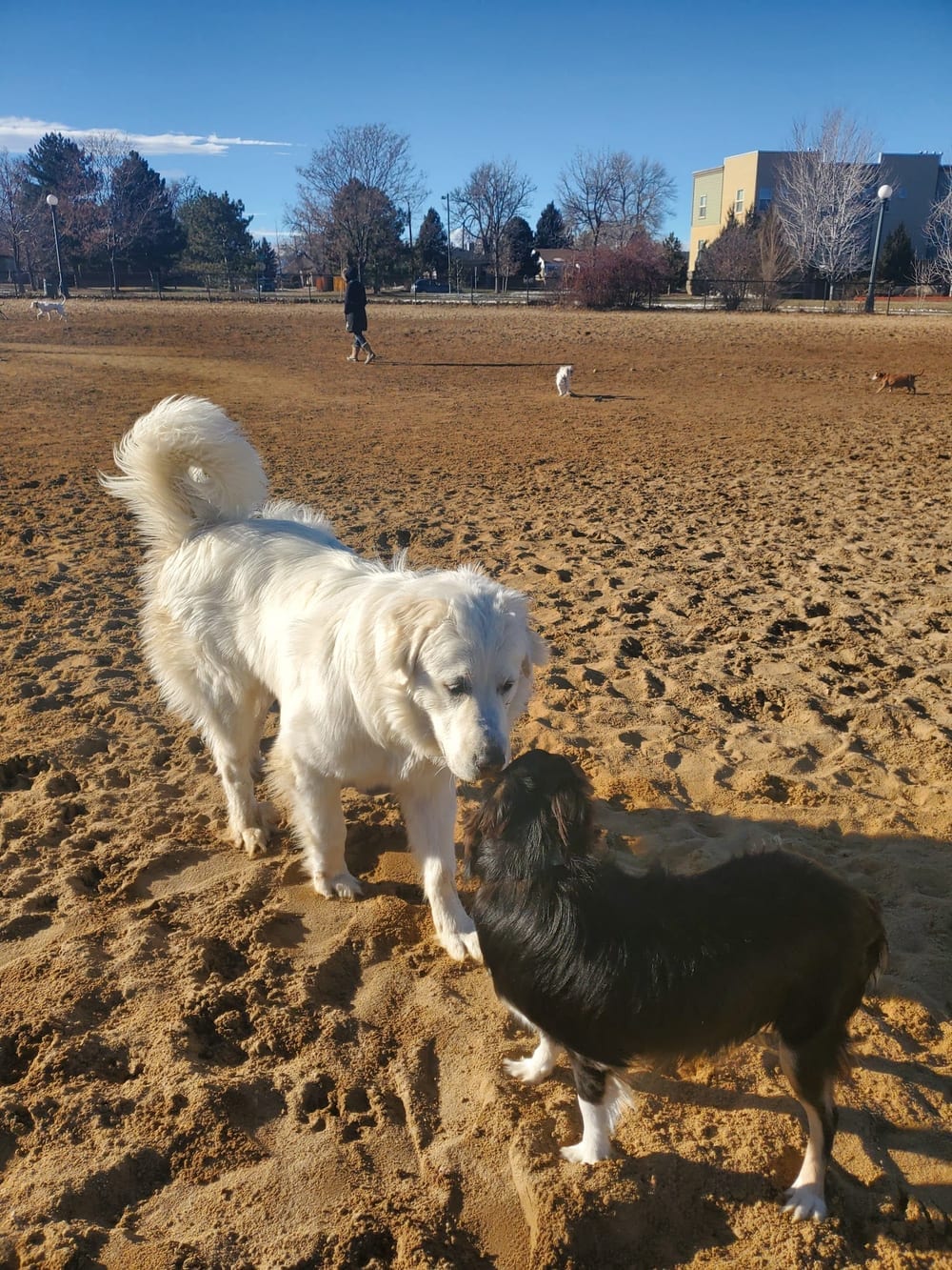 Greenway Off Leash Dog Park, photo 3