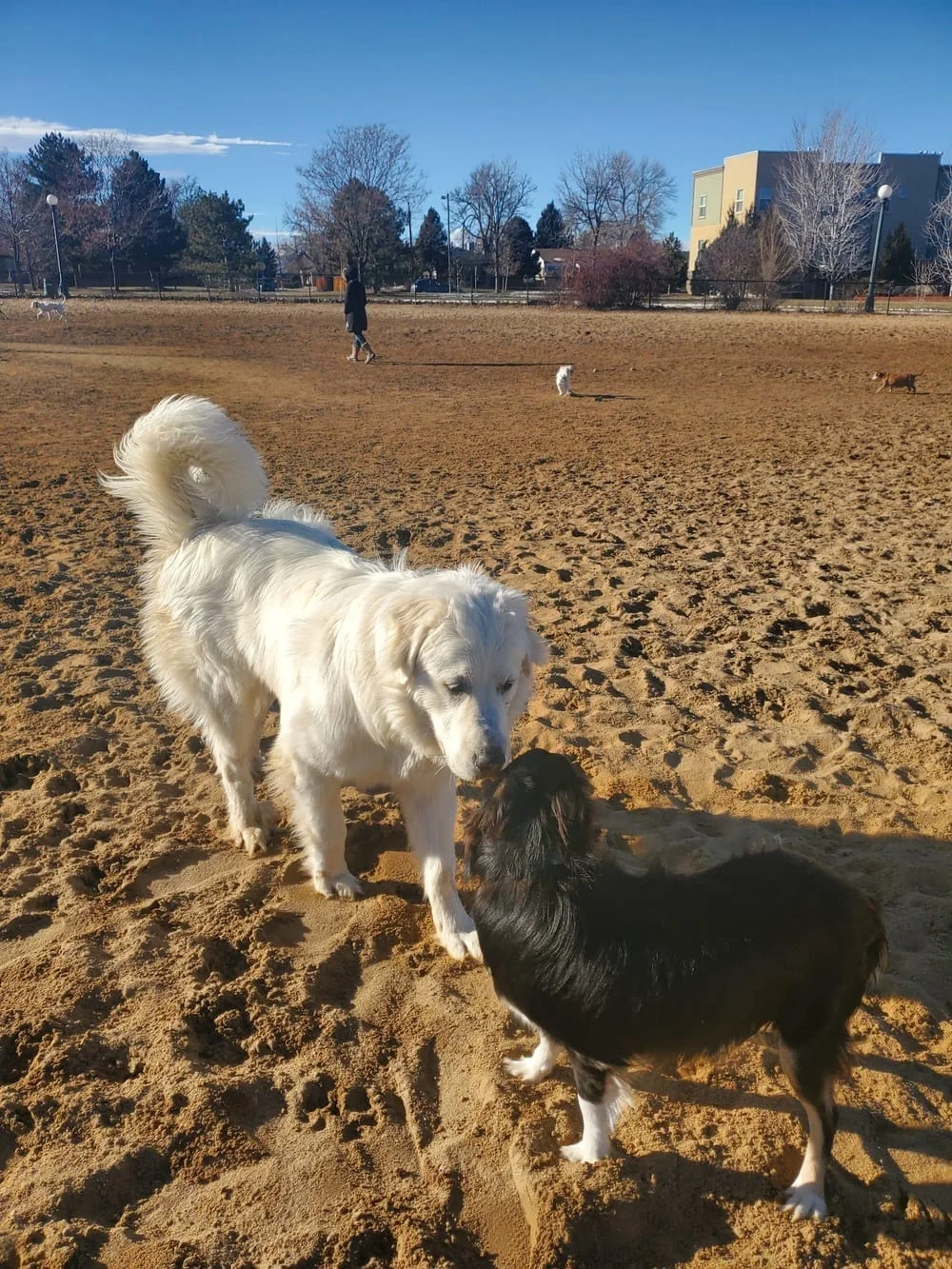 Greenway Off Leash Dog Park, photo 3