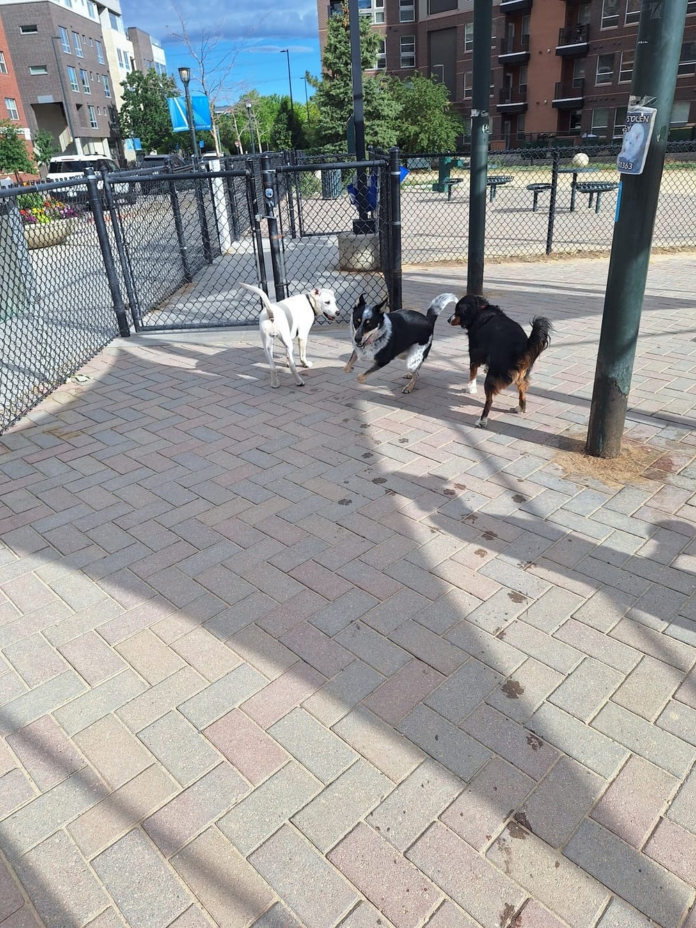 Rail Yard Dog Park, photo 2