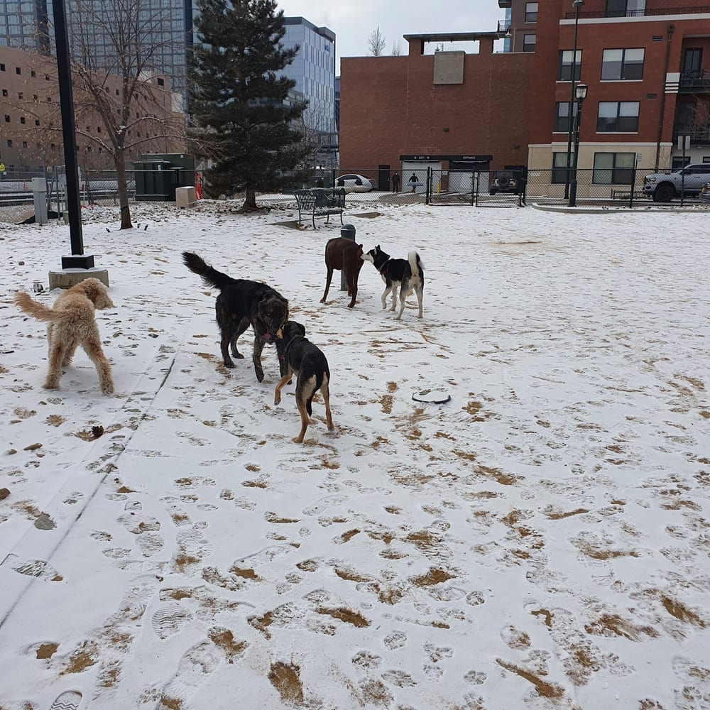 Rail Yard Dog Park, photo 3