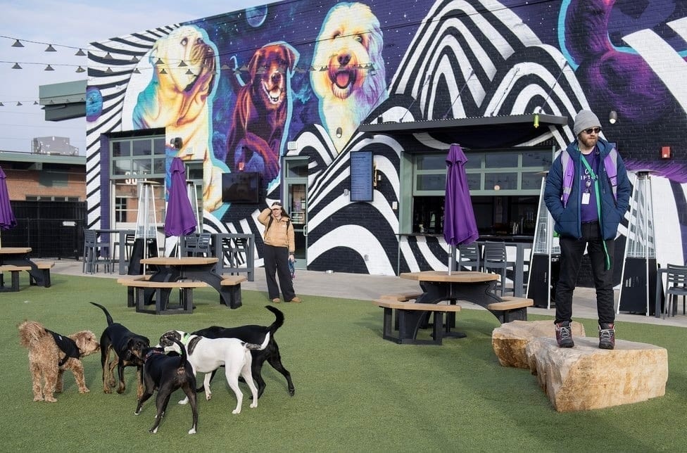 Skiptown Denver, photo 2