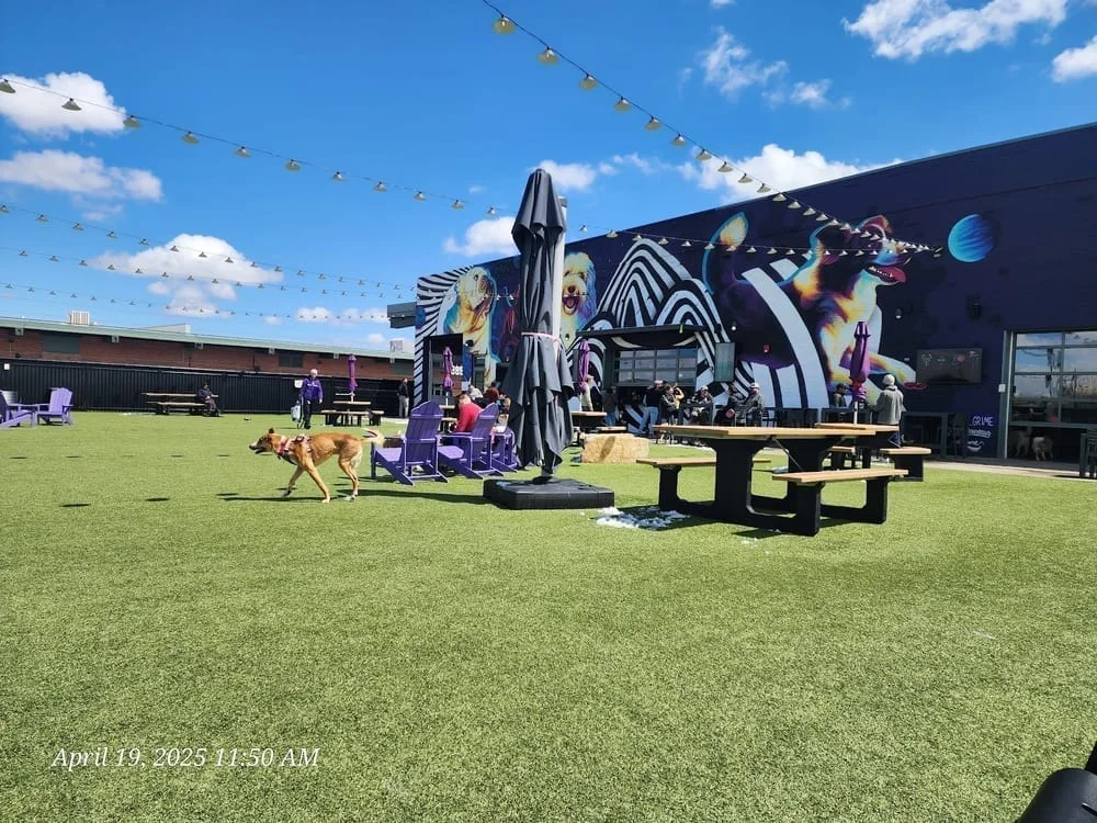 Skiptown Denver, photo 2